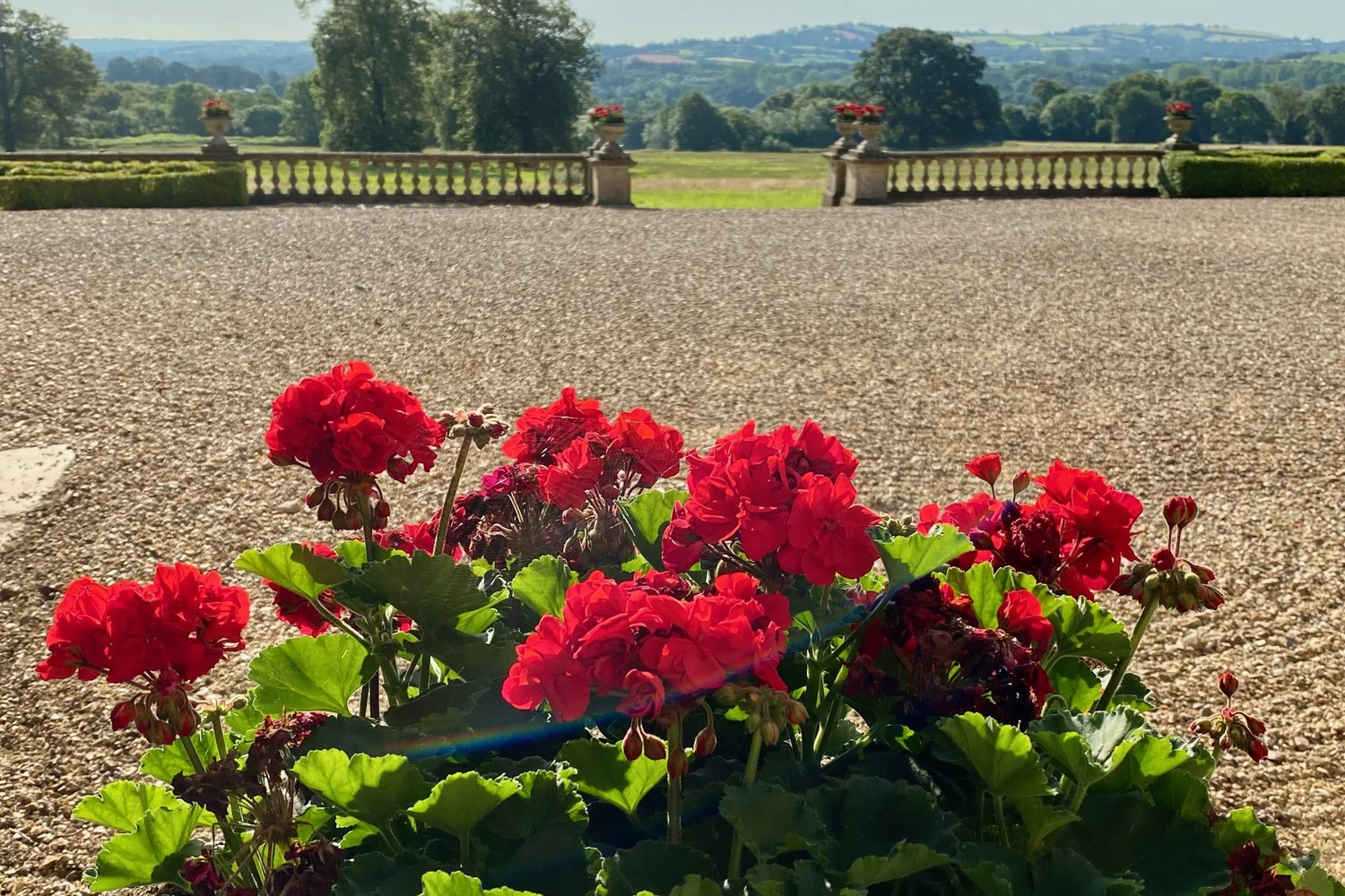 Flowers in the manor courtyard overlooking the Somerset valley